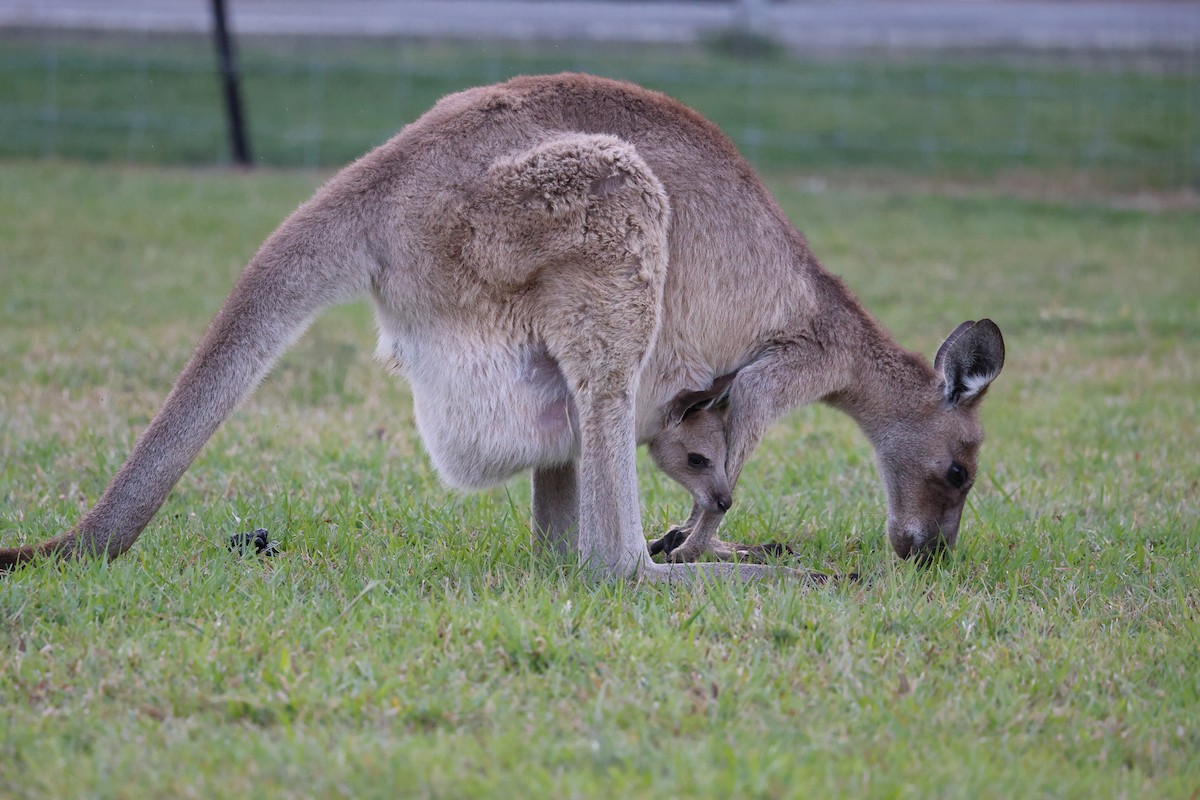 Eastern Grey Kangaroo - ML644481119