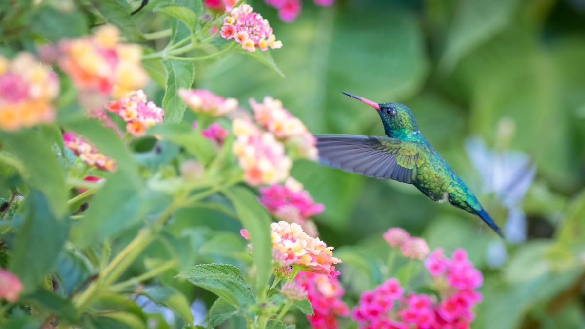 Glittering-bellied Emerald - ML644481120