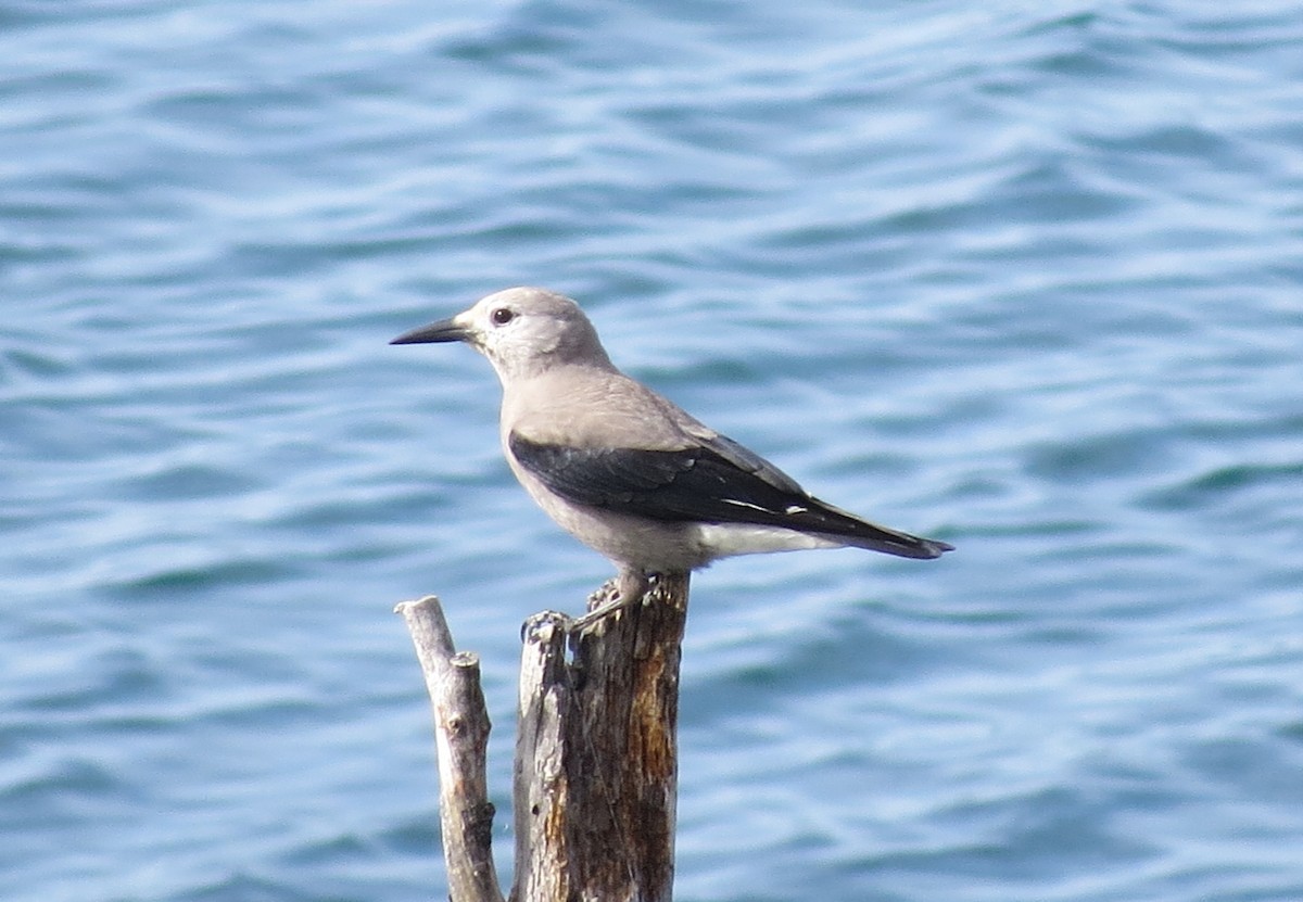 Clark's Nutcracker - ML644481123
