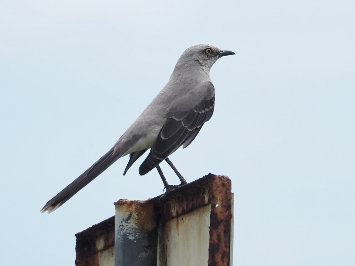 Tropenspottdrossel - ML644481128