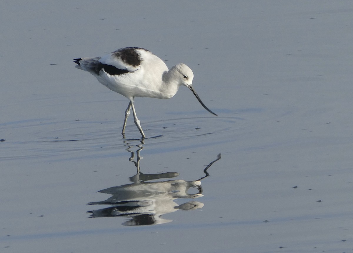 American Avocet - ML644481131