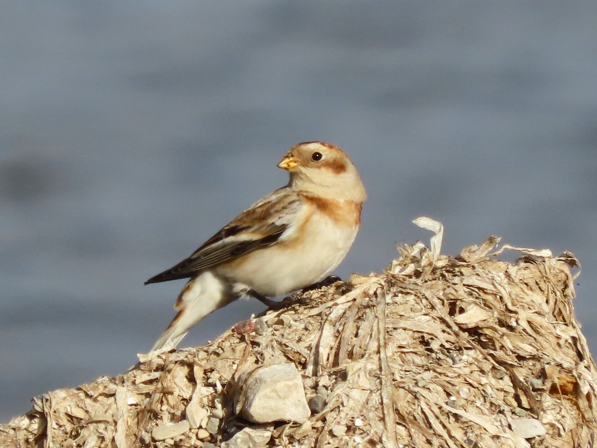 Snow Bunting - ML644481132