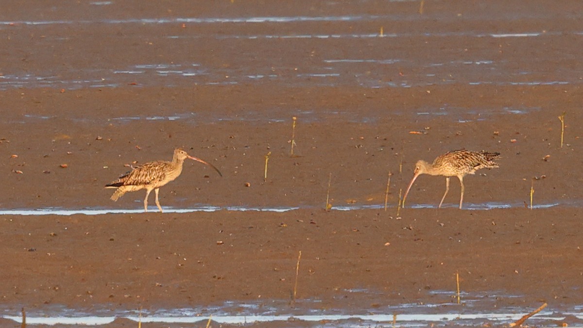 koliha východní - ML644481133