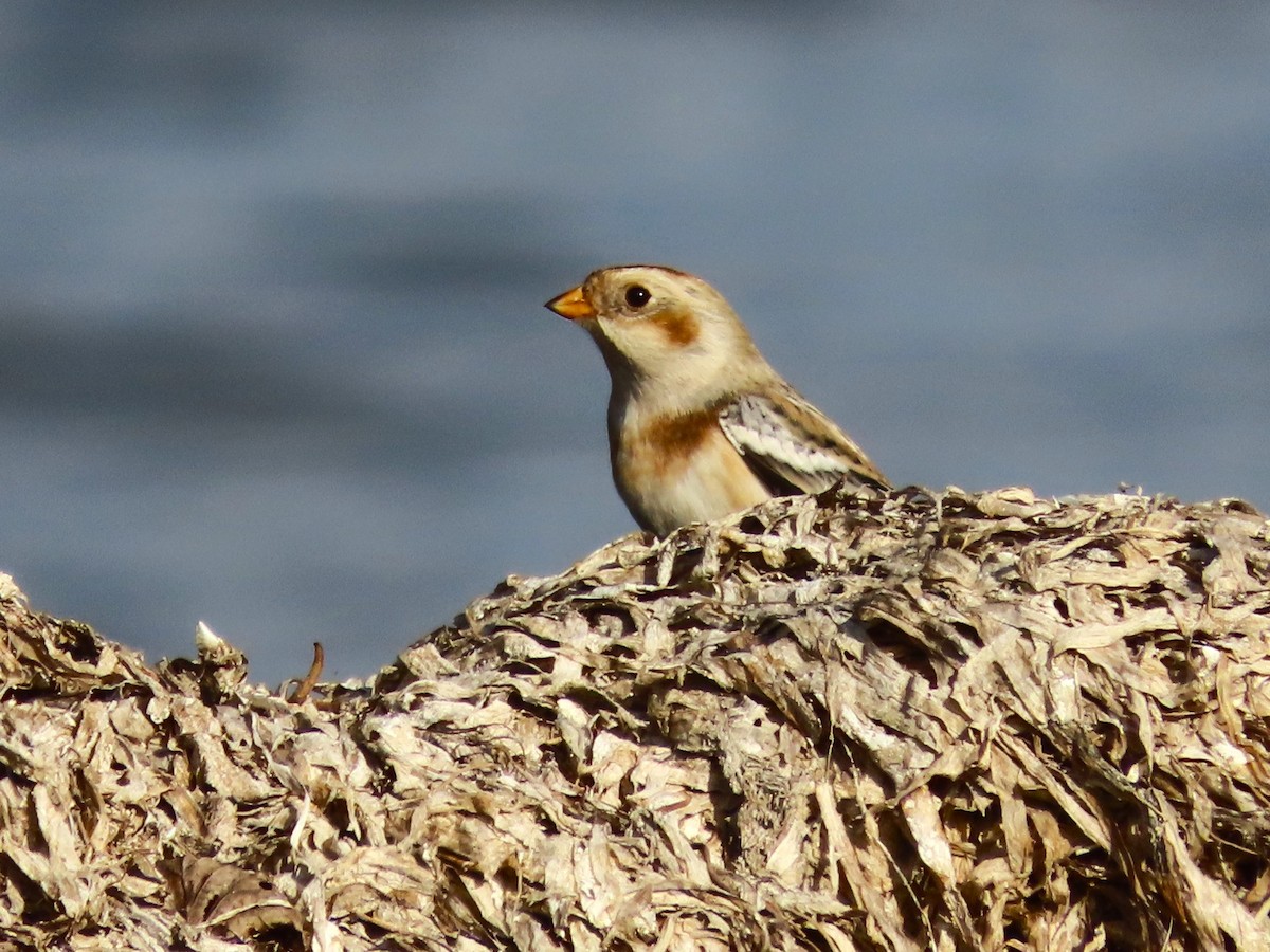 Snow Bunting - ML644481137