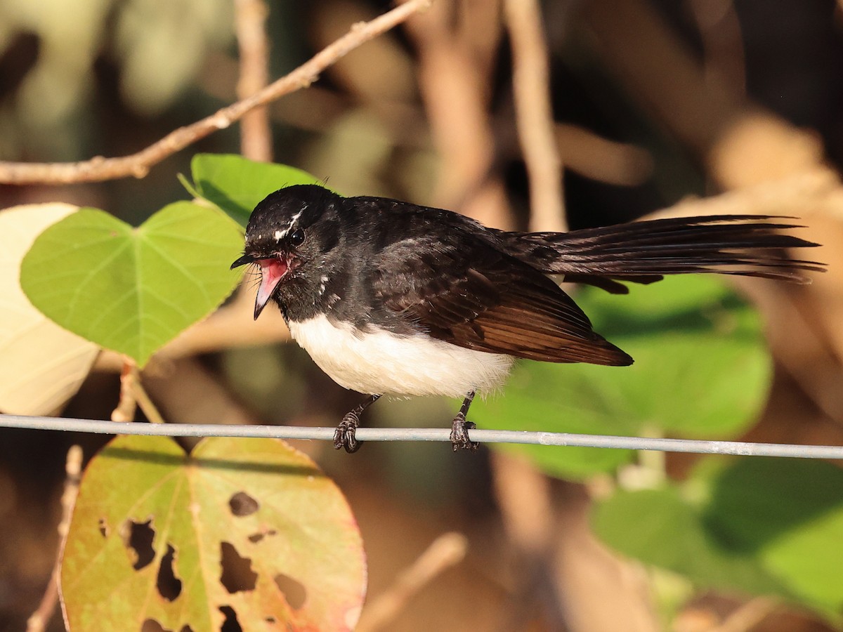 ヨコフリオウギビタキ - ML644481142