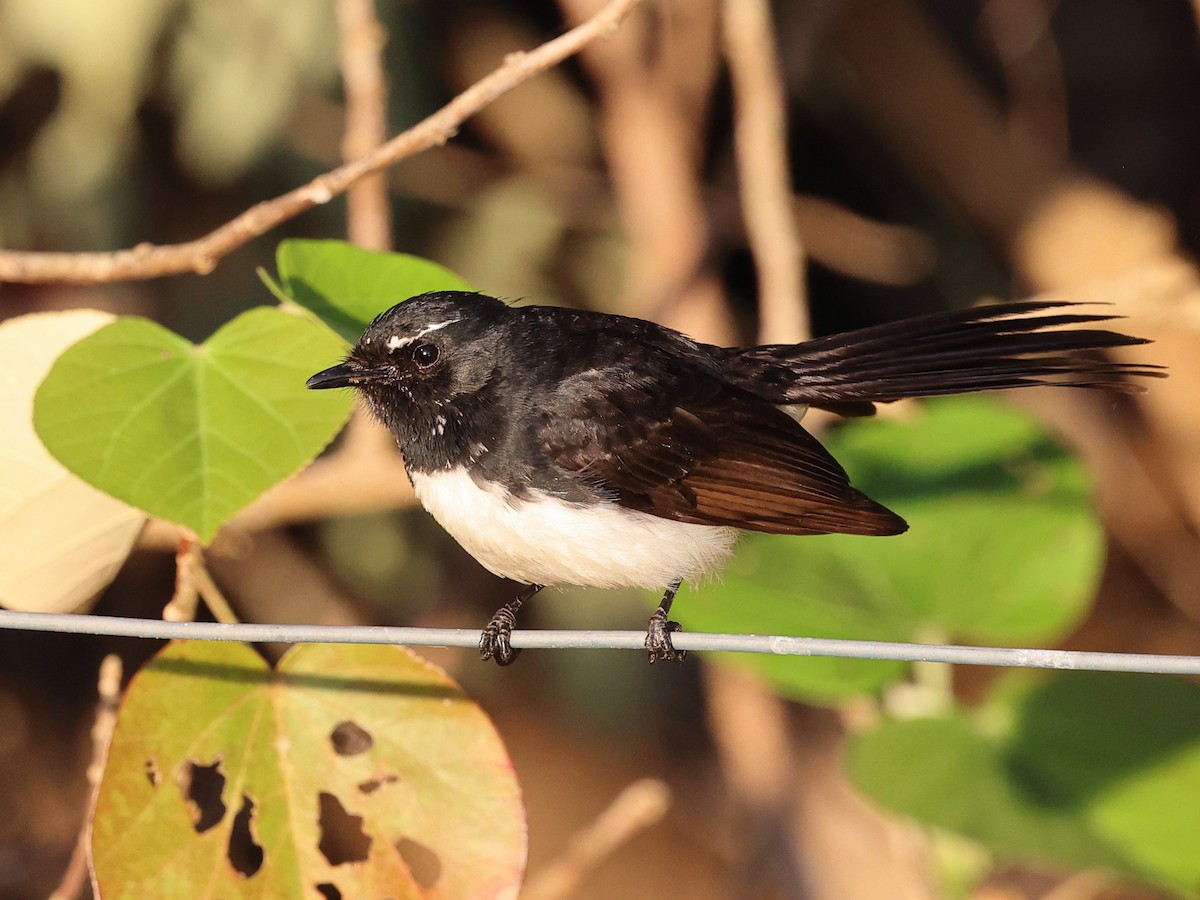 ヨコフリオウギビタキ - ML644481145