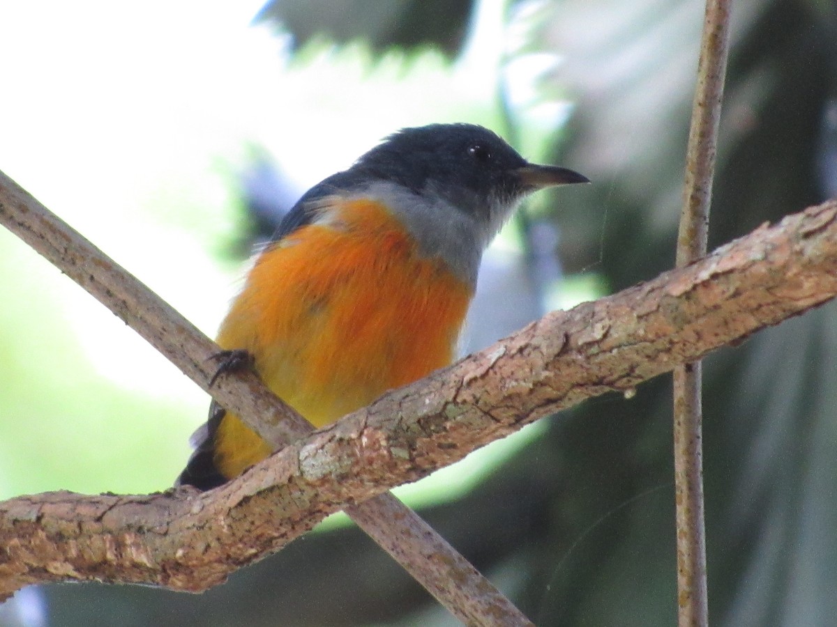 ildbukblomsterfugl - ML644481160