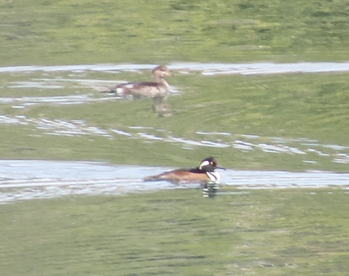 Hooded Merganser - ML644481161