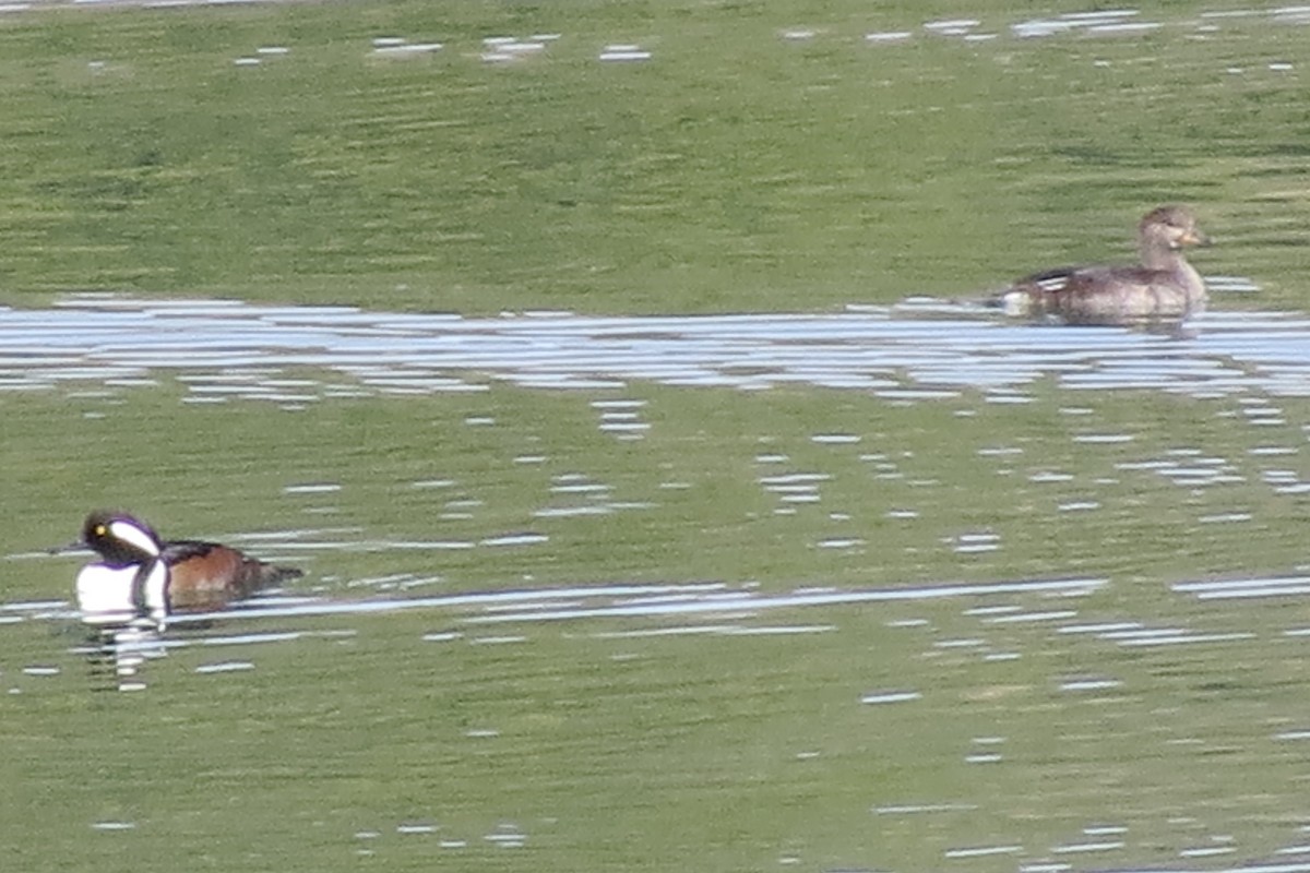 Hooded Merganser - ML644481162