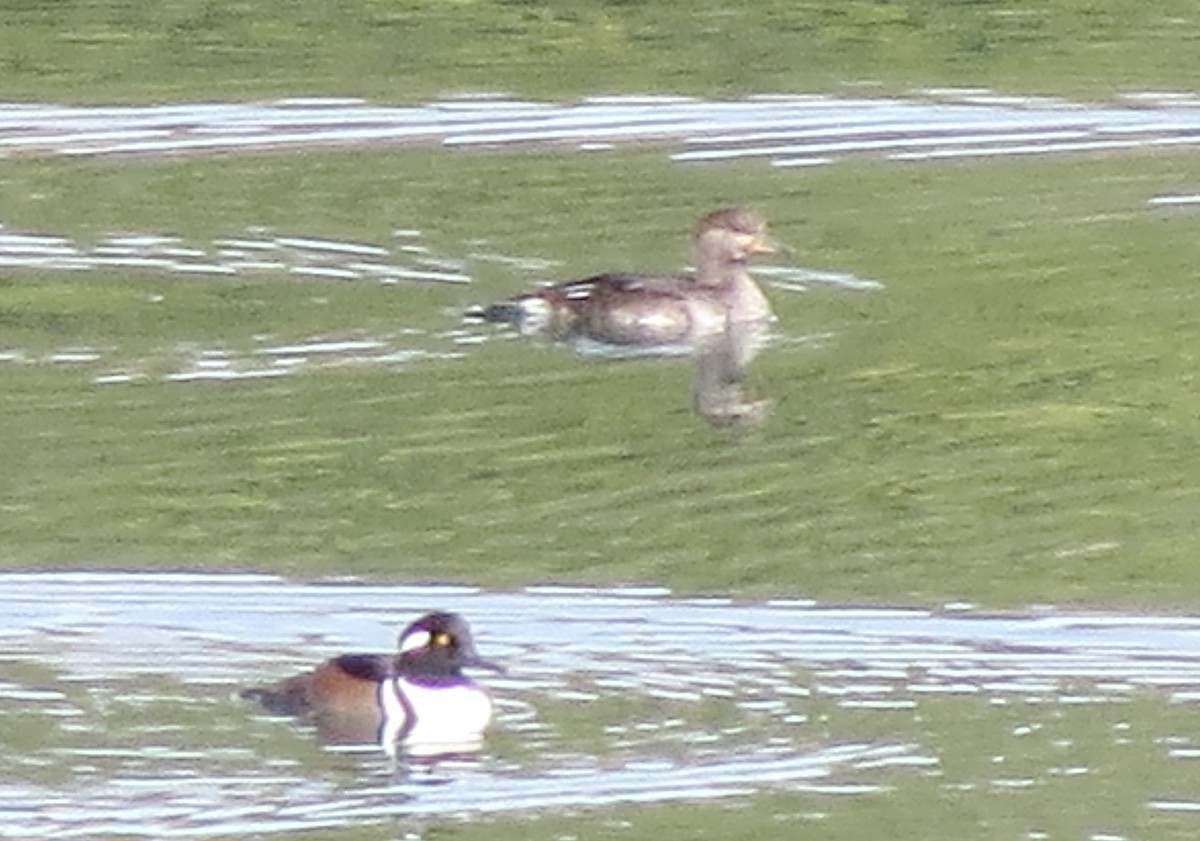 Hooded Merganser - ML644481164