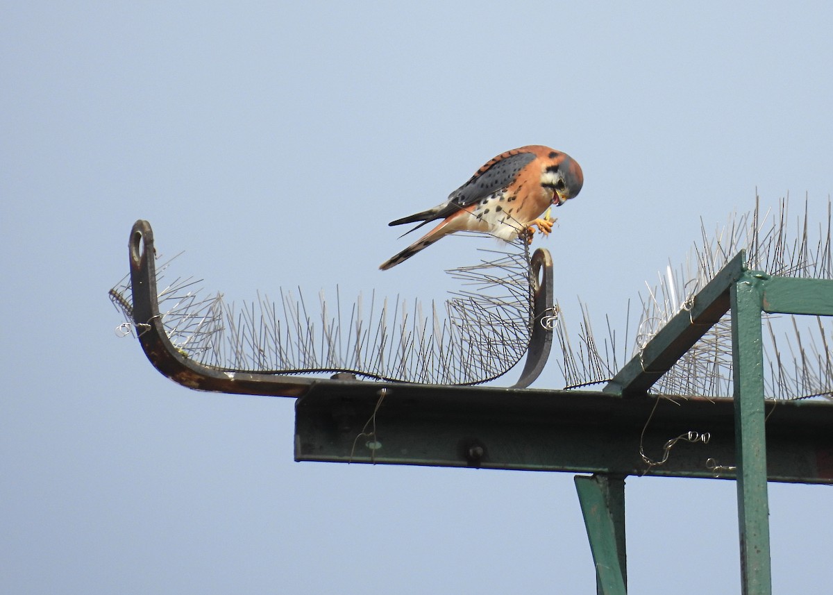 American Kestrel - ML644481165
