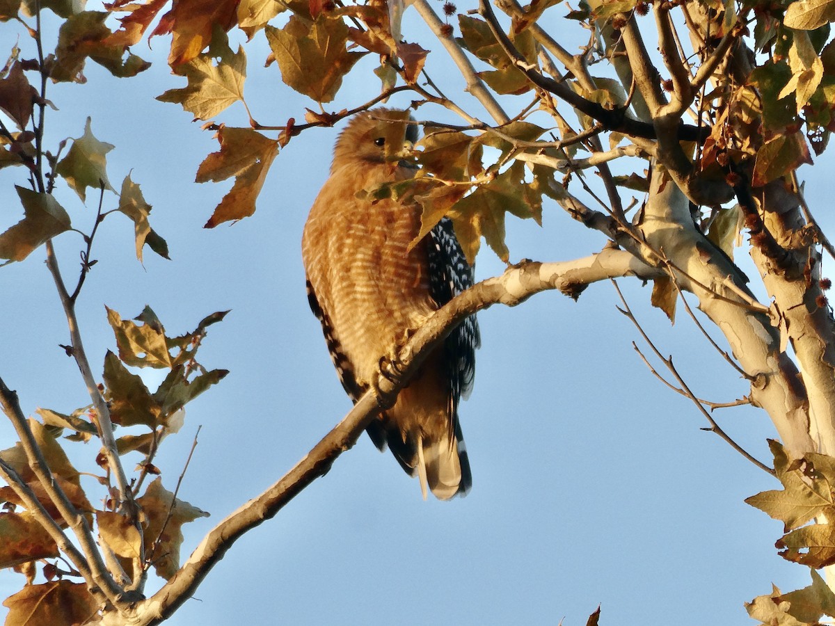 Red-shouldered Hawk - ML644481172