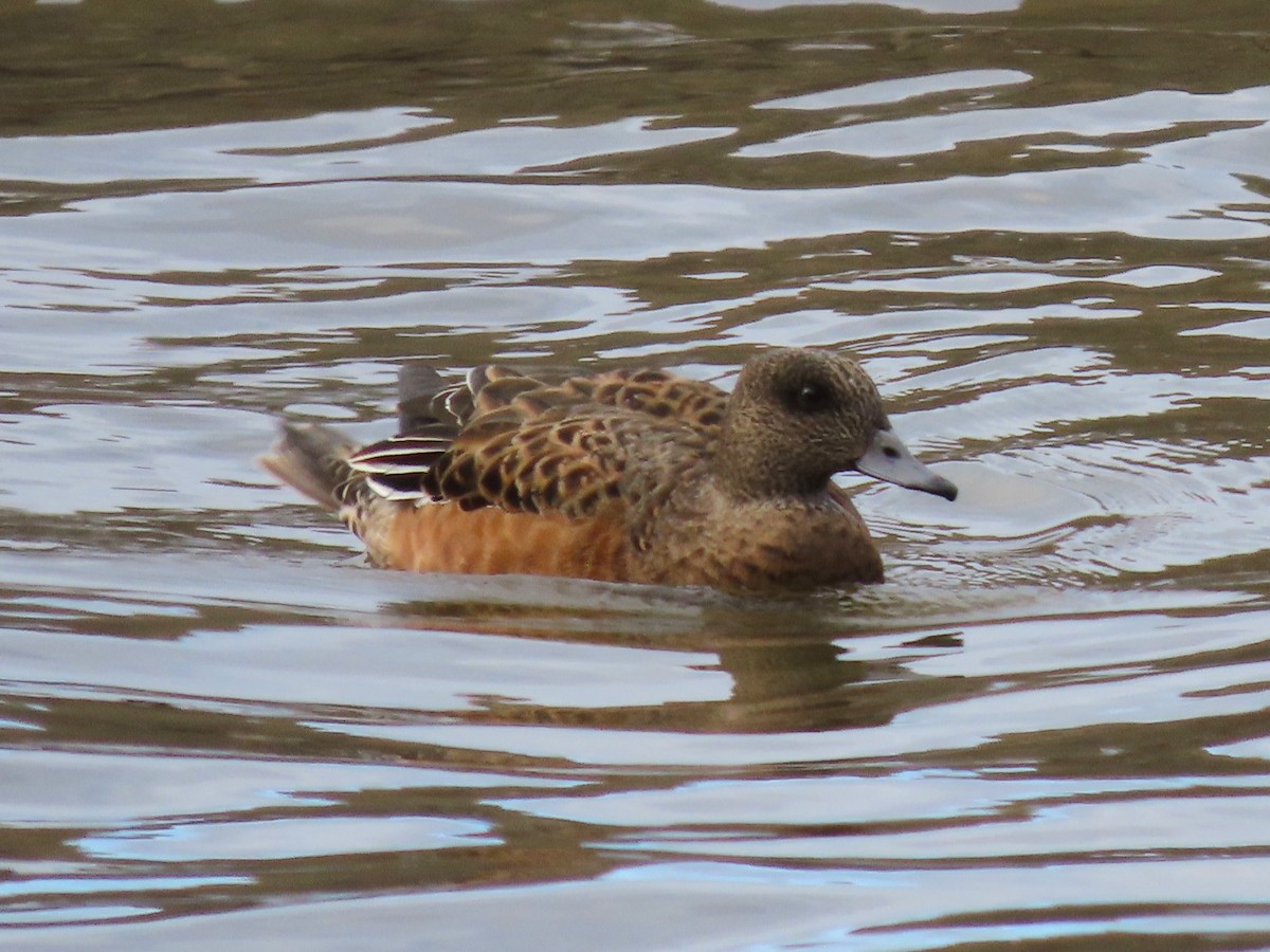 American Wigeon - ML644481178