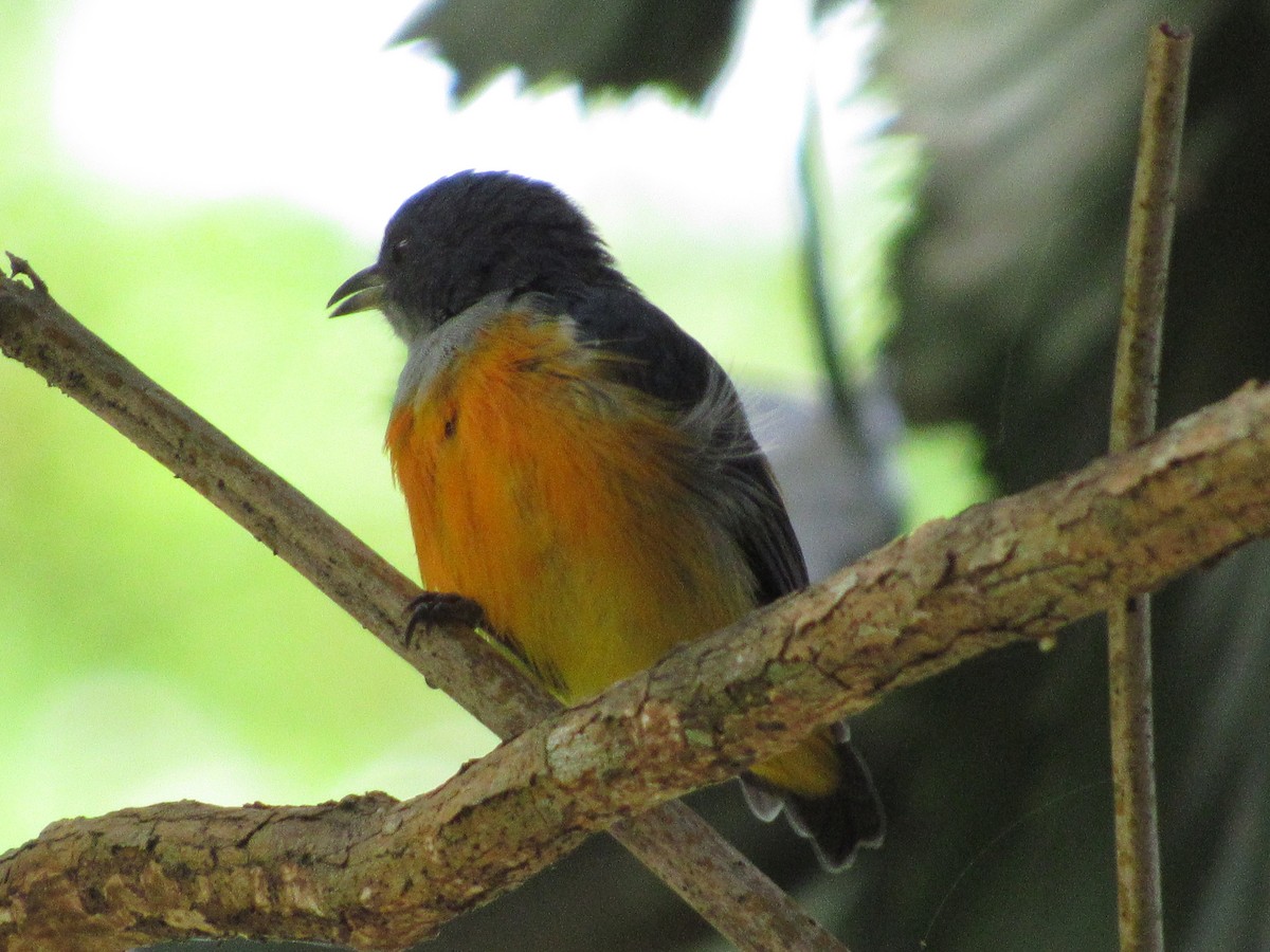 ildbukblomsterfugl - ML644481182