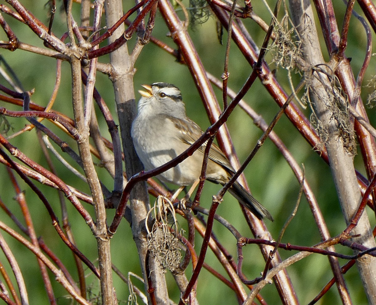 White-crowned Sparrow - ML644481196