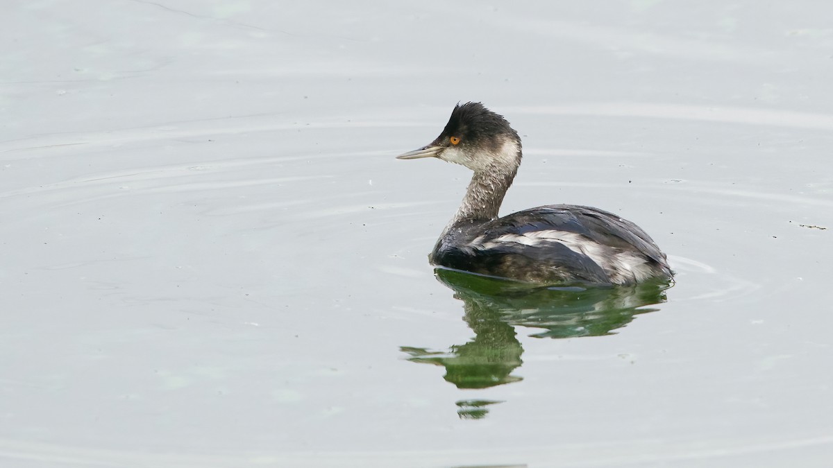 Eared Grebe - ML644481197