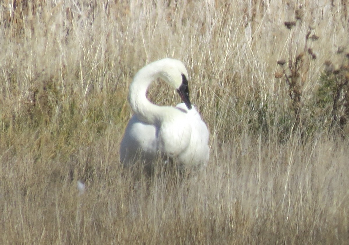 Trompeterschwan - ML644481215