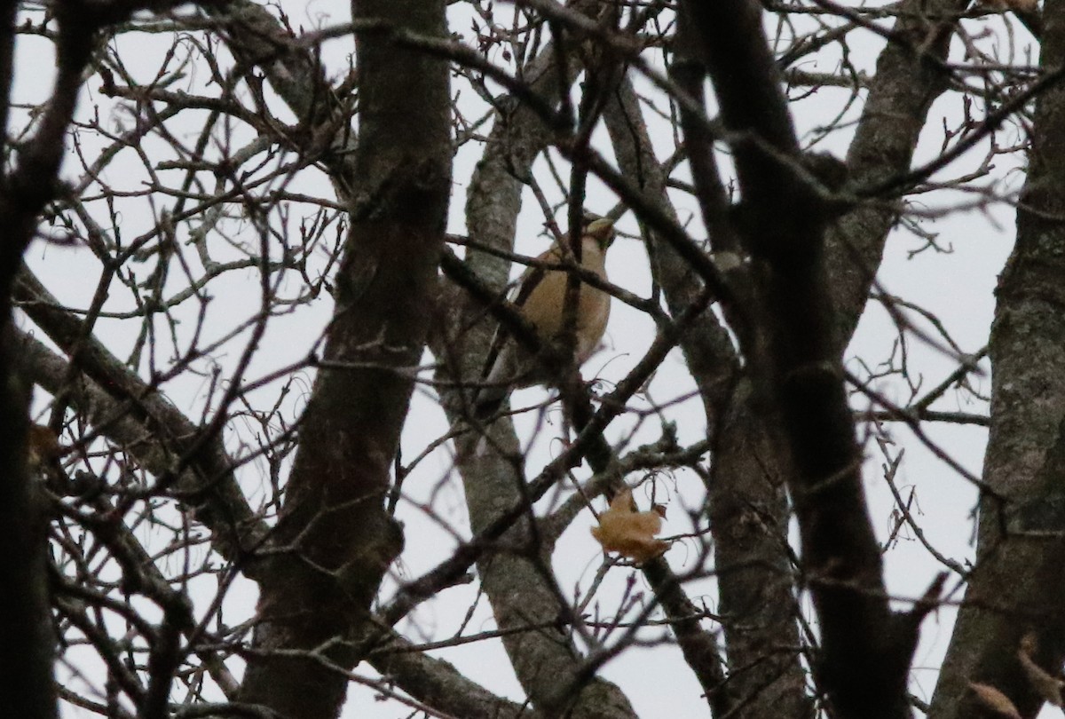 キビタイシメ - ML644481222