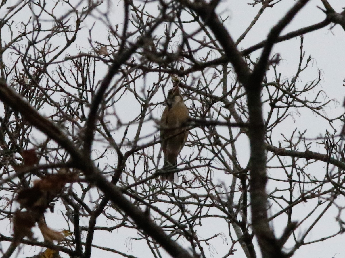 キビタイシメ - ML644481223