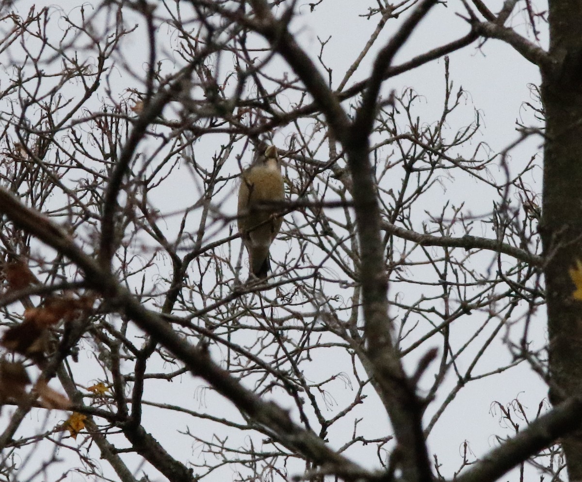 キビタイシメ - ML644481224