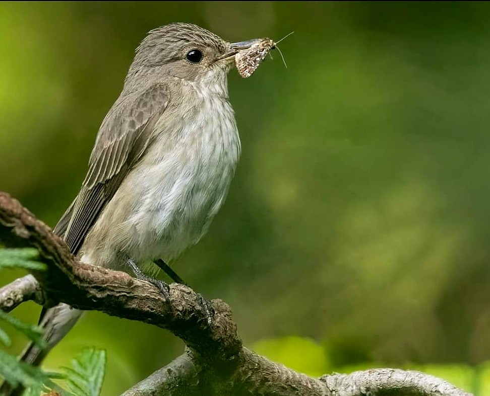 Gobemouche gris - ML644481225