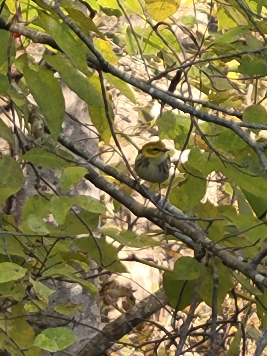Black-throated Green Warbler - ML644481229
