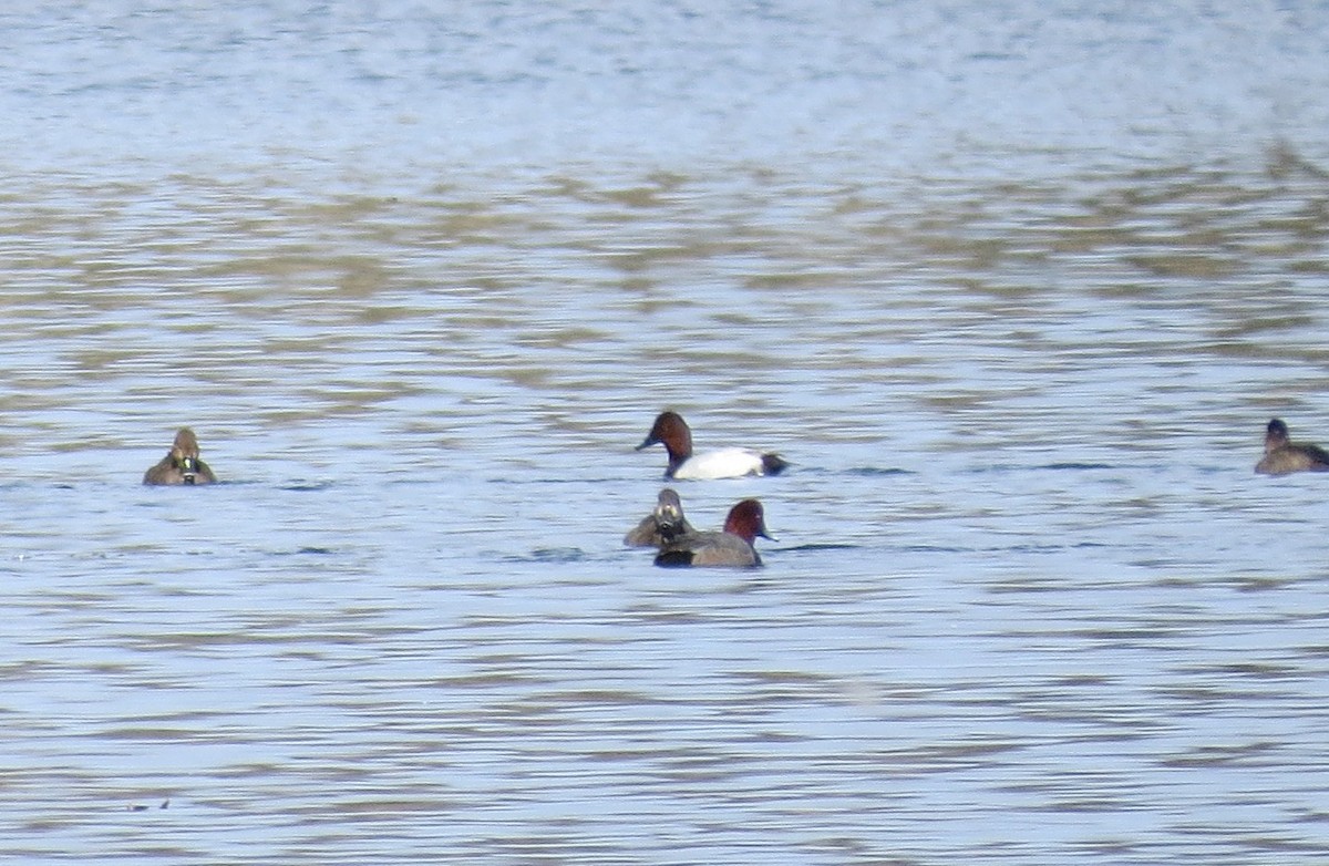 Fuligule à dos blanc - ML644481230