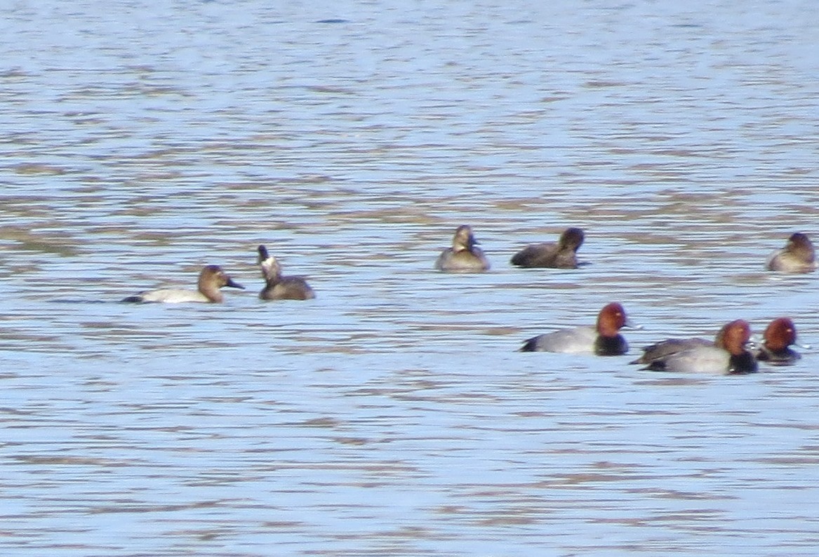 Fuligule à dos blanc - ML644481231
