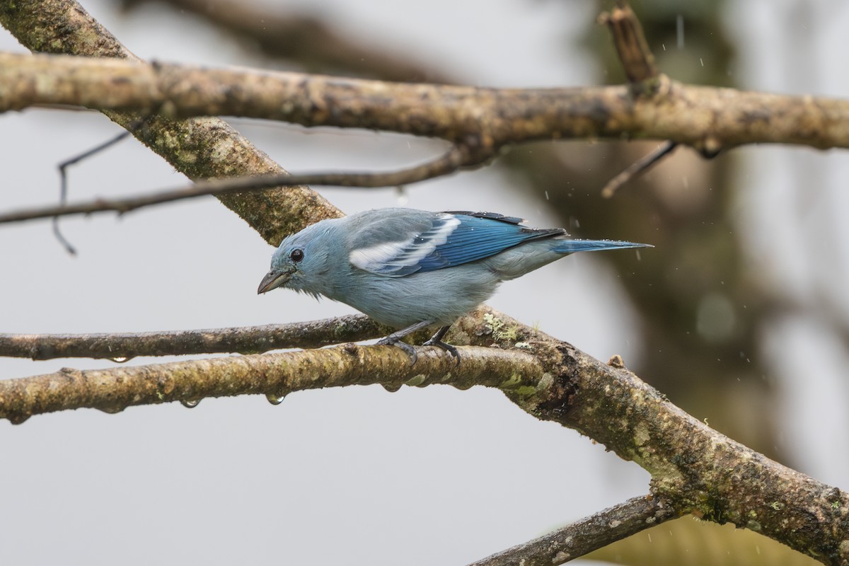 Blue-gray Tanager (White-edged) - ML644481232