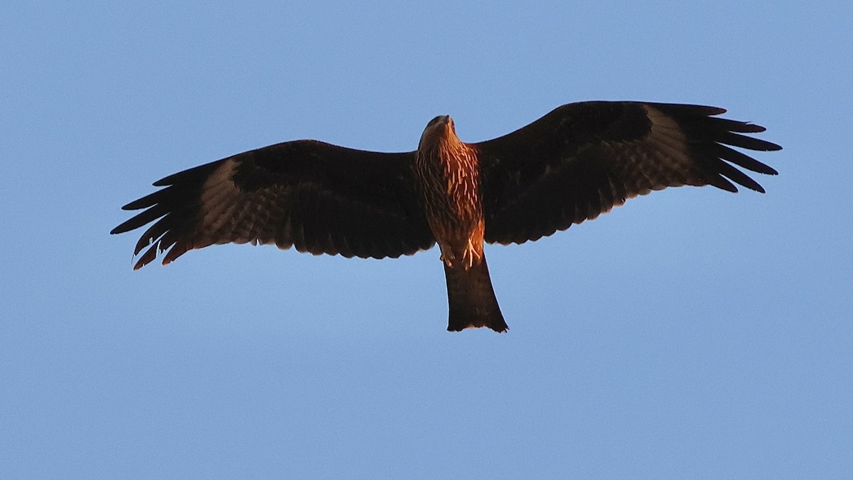 Nibbio bruno - ML644481236