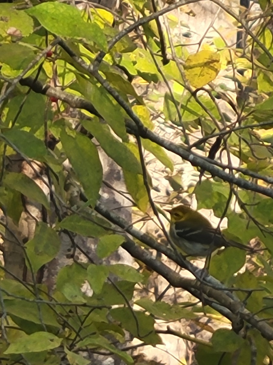 Black-throated Green Warbler - ML644481243