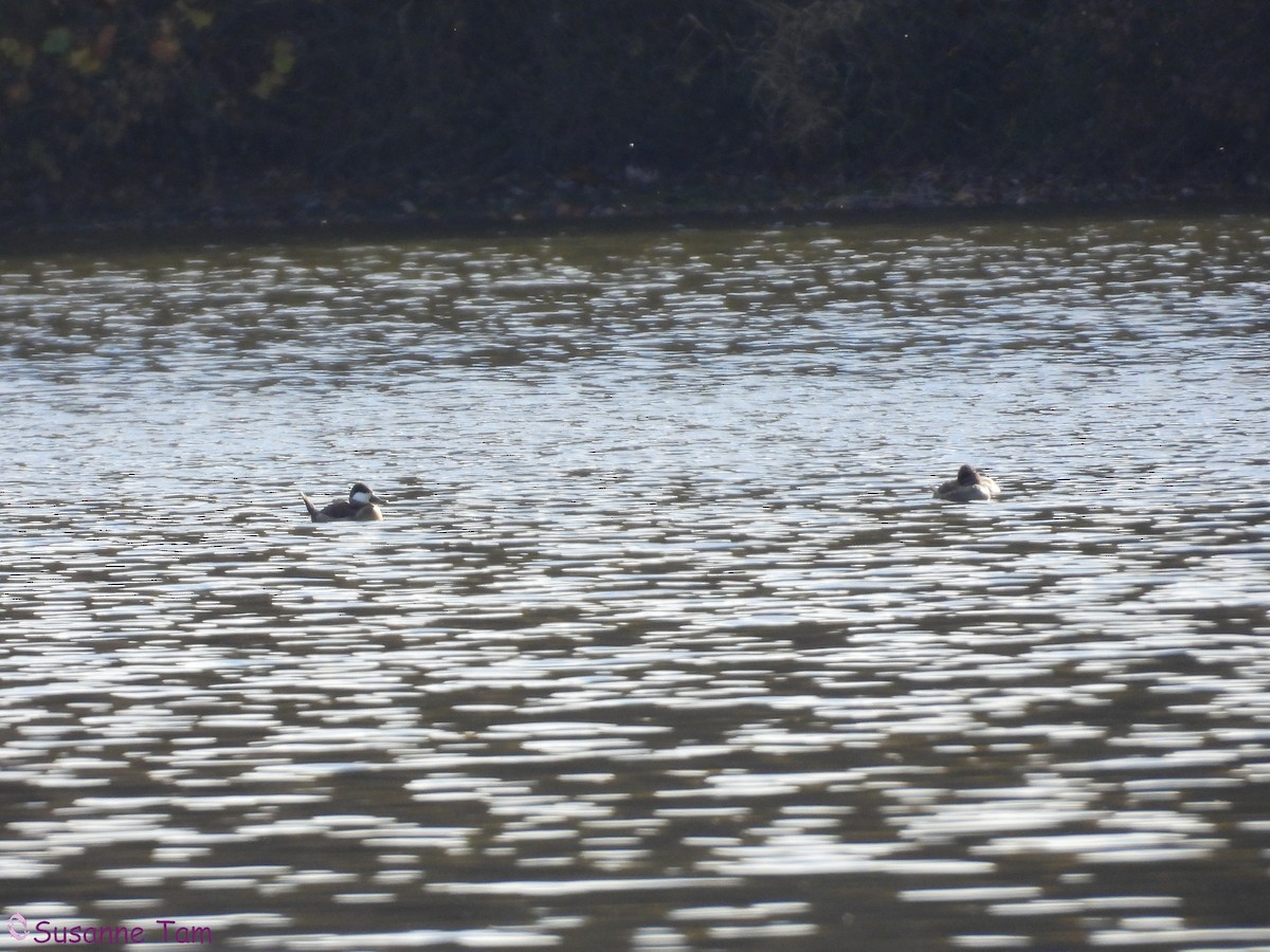 Gobbo della Giamaica - ML644481246