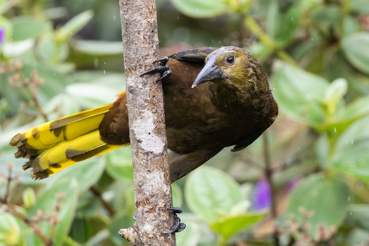 セアカオオツリスドリ - ML644481256