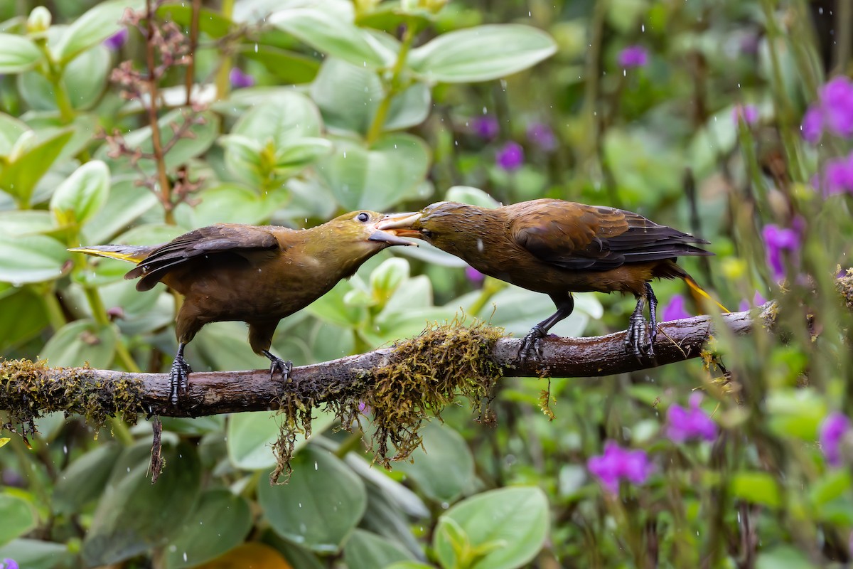 セアカオオツリスドリ - ML644481260