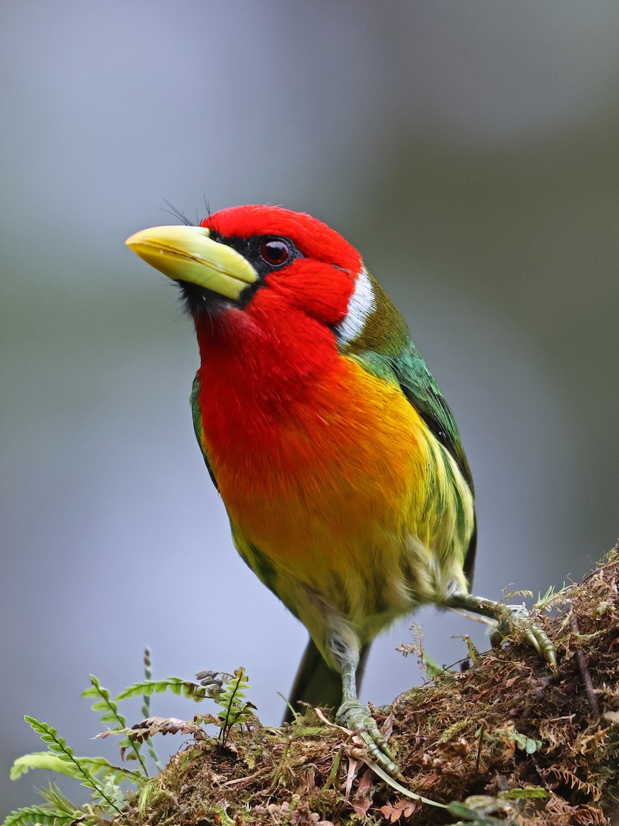 Red-headed Barbet - ML644481264