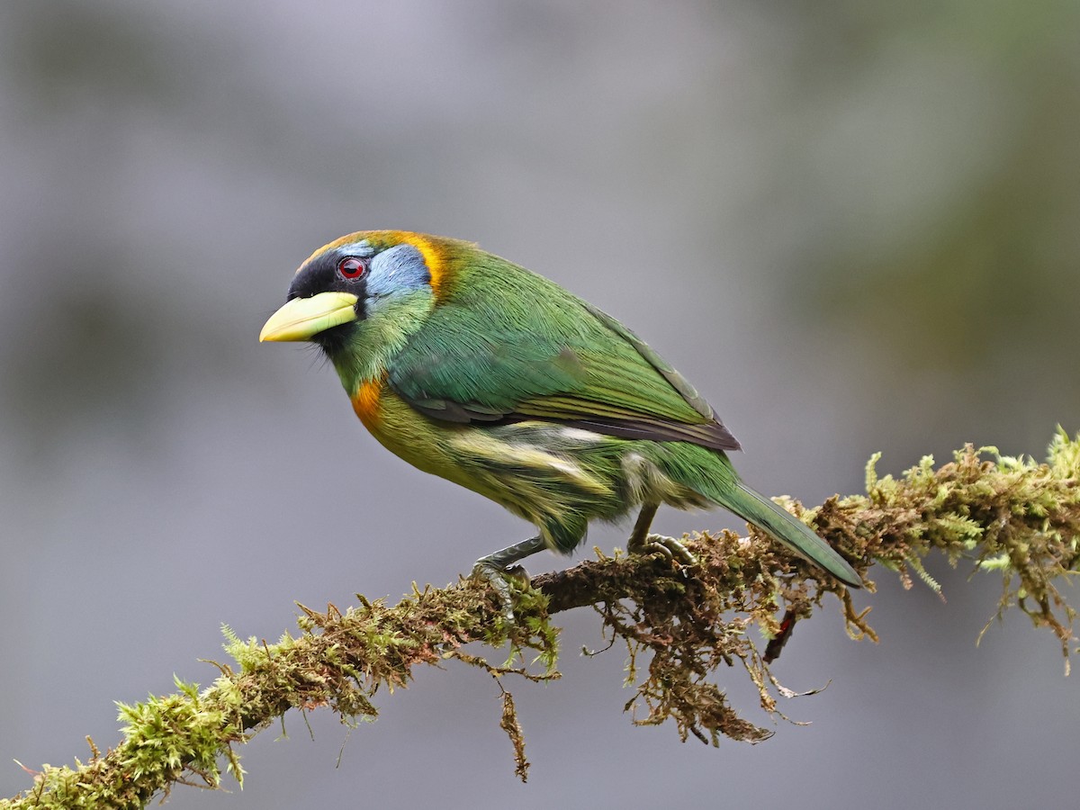 Red-headed Barbet - ML644481266