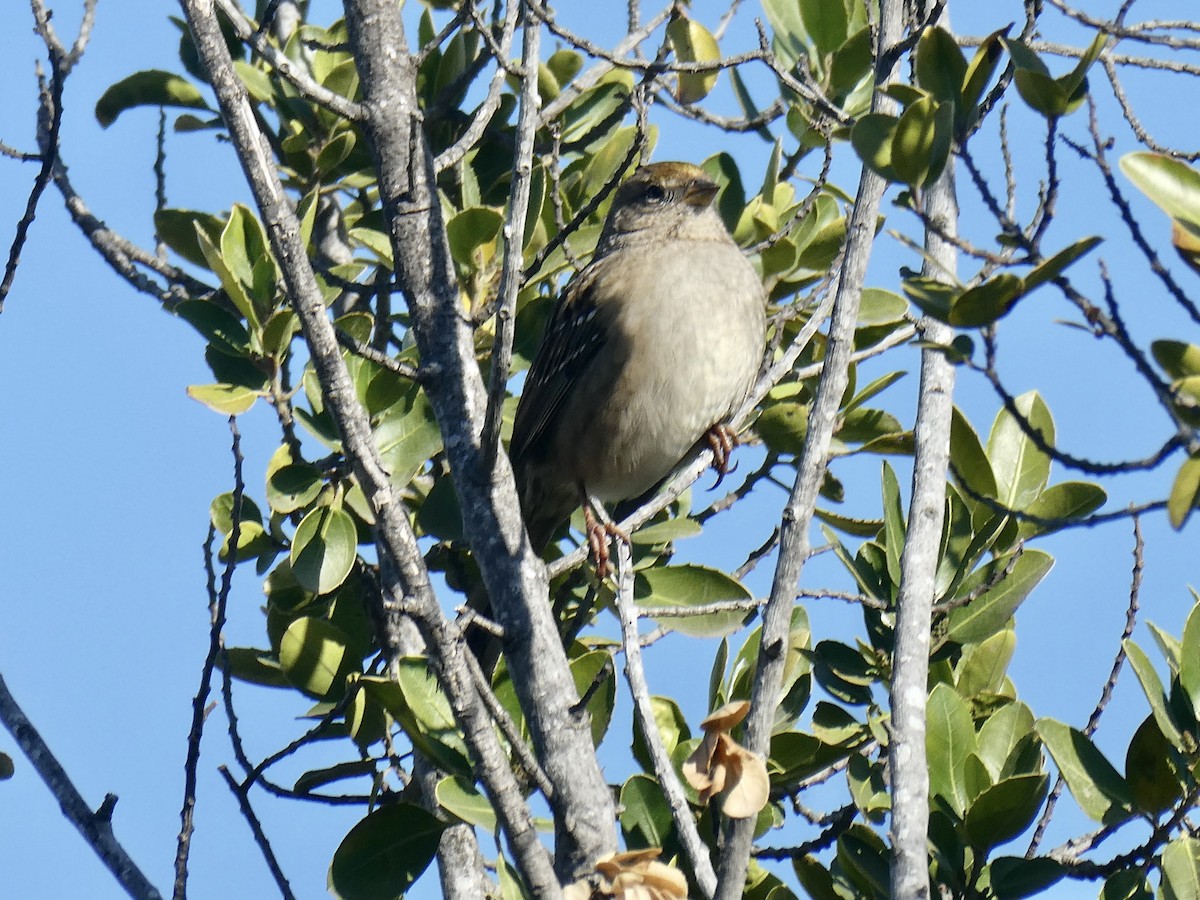Golden-crowned Sparrow - ML644481267