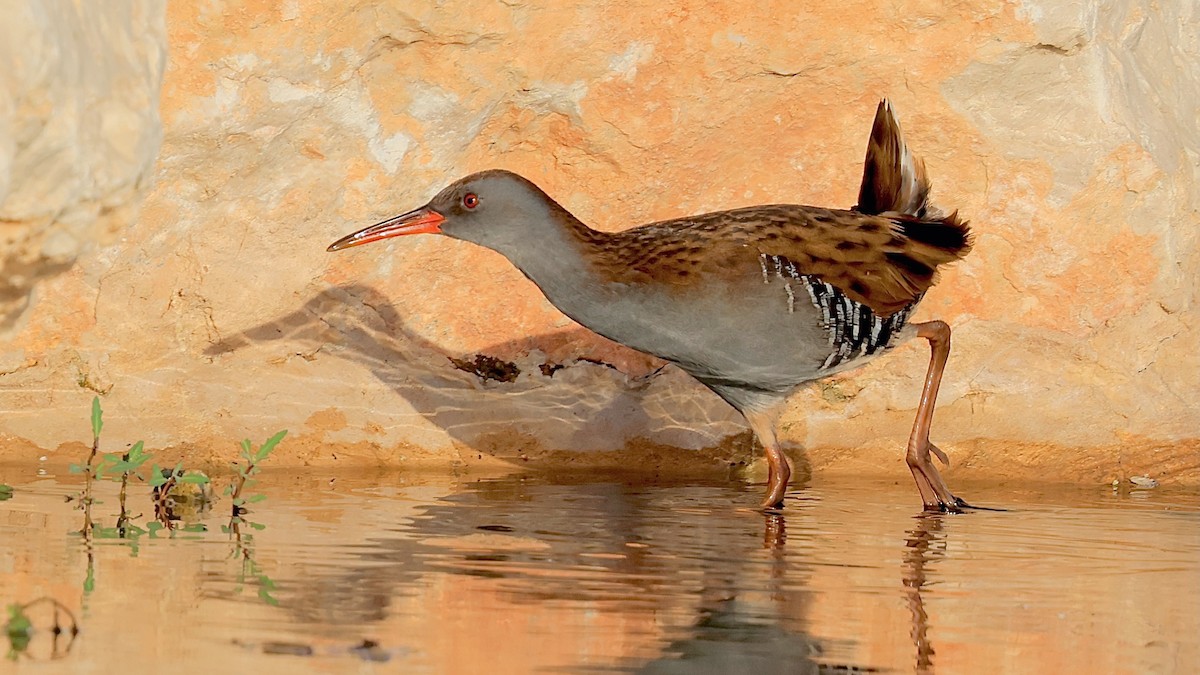 Водяной пастушок - ML644481268