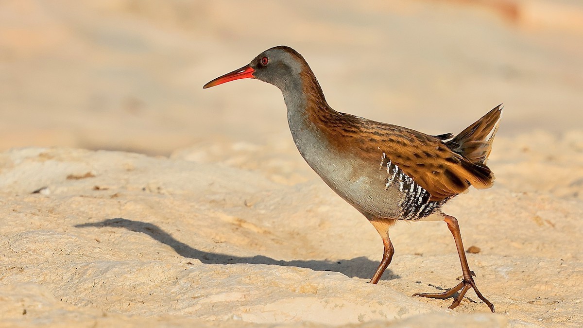 Водяной пастушок - ML644481269