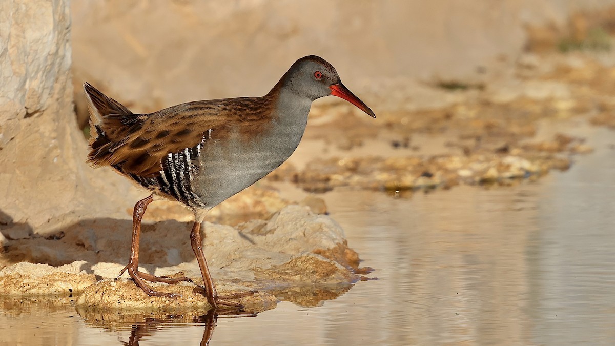 Водяной пастушок - ML644481270
