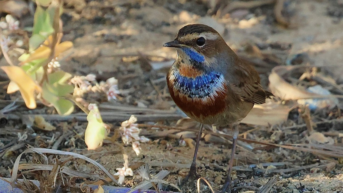 Варакушка - ML644481305