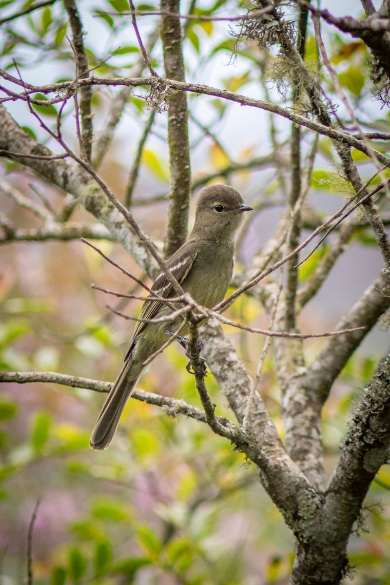 Small-headed Elaenia - ML644481311