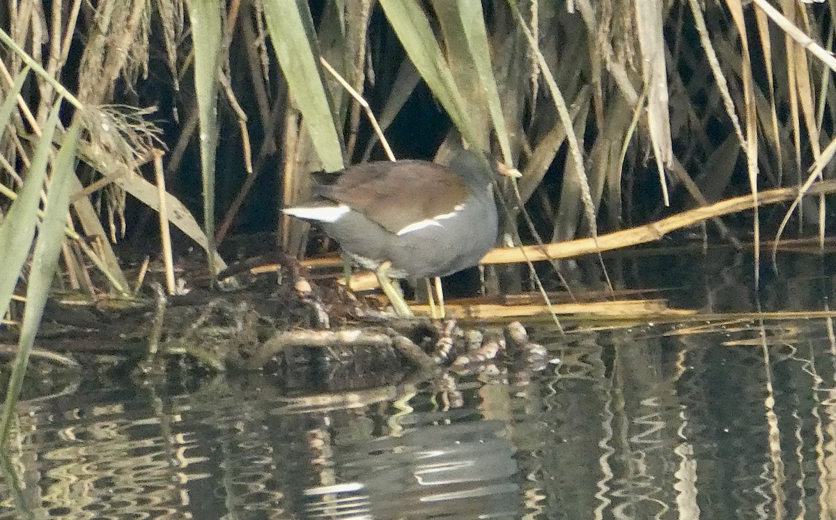 Amerika Sutavuğu - ML644481312