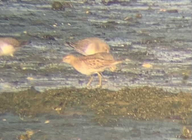 Sharp-tailed Sandpiper - ML644481321