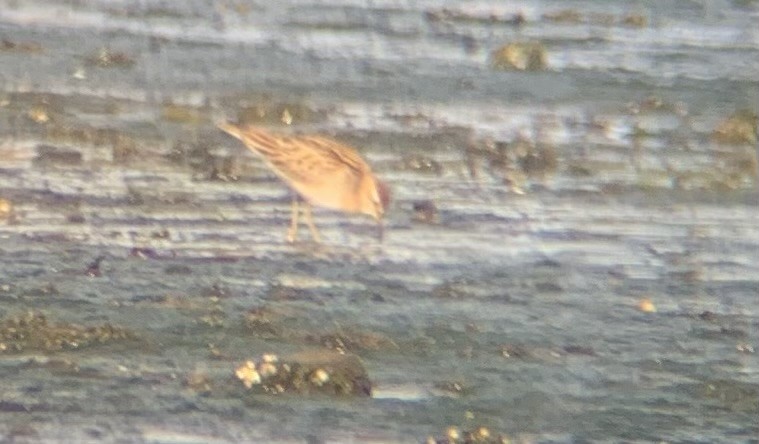 Sharp-tailed Sandpiper - ML644481322