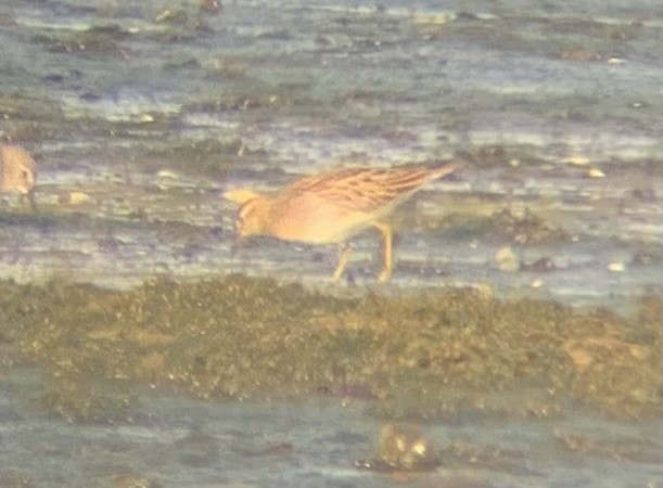 Sharp-tailed Sandpiper - ML644481323