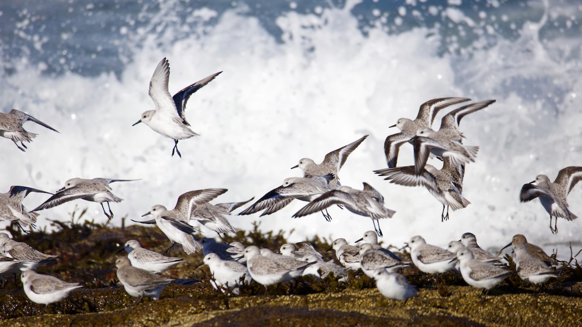 Гурвалж элсэг - ML644481326