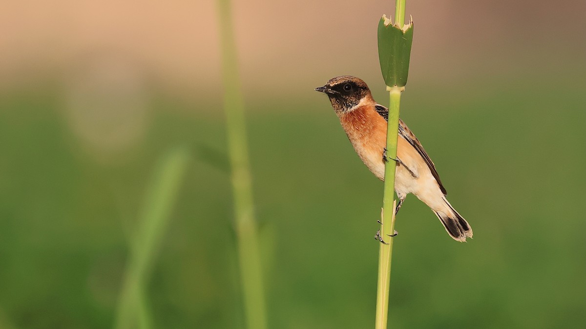 Сибирский черноголовый чекан - ML644481328