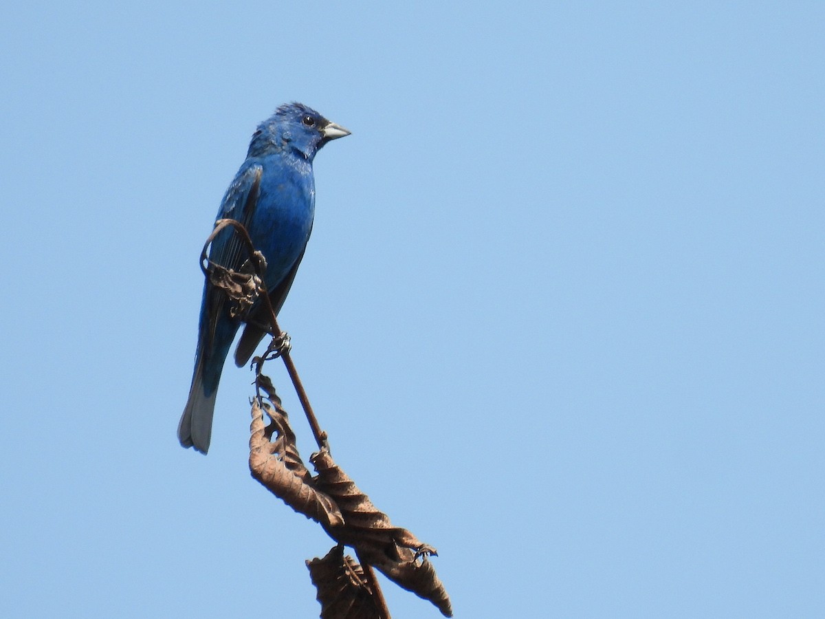 Индиговый колорин - ML644481338