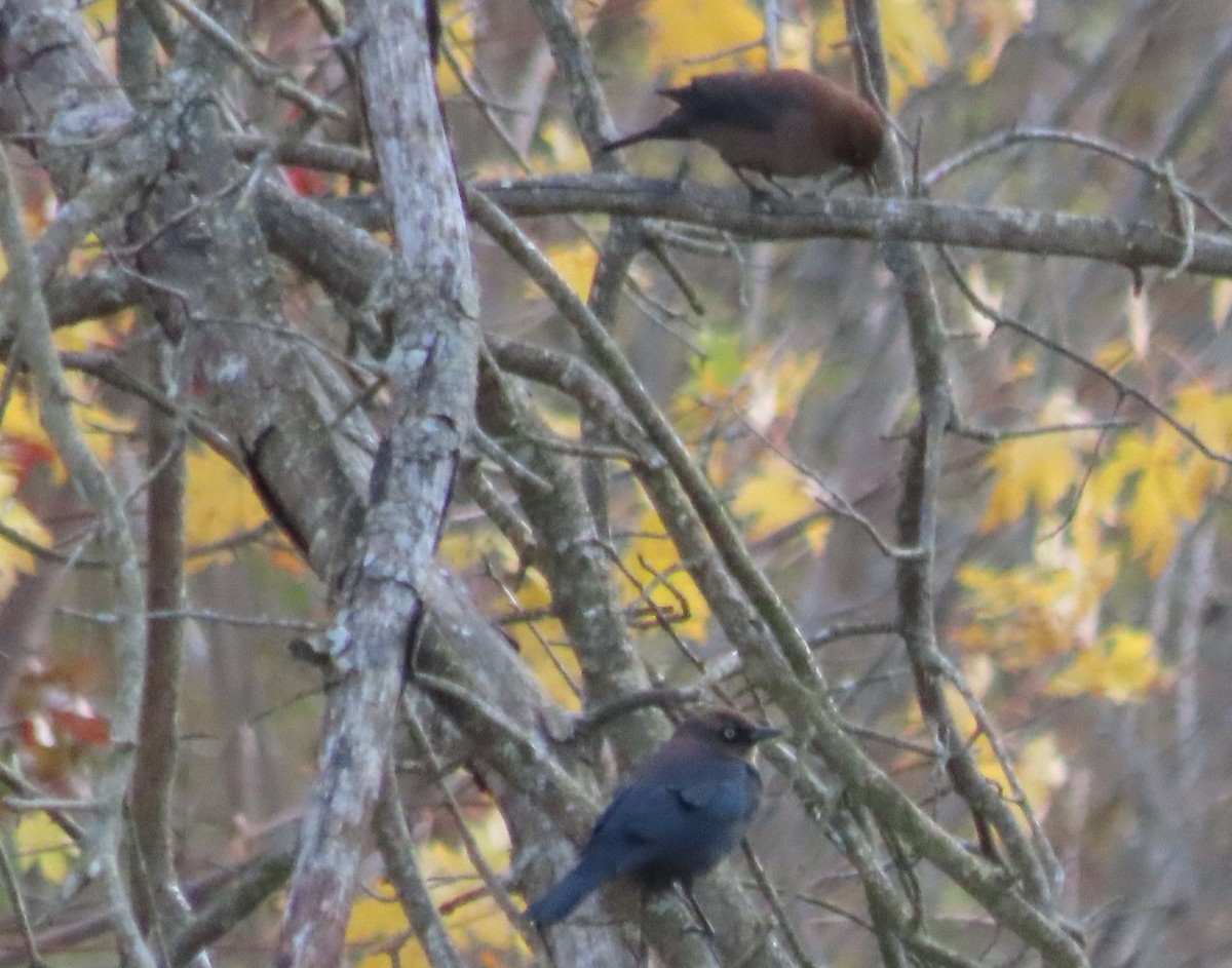 Rusty Blackbird - ML644481341